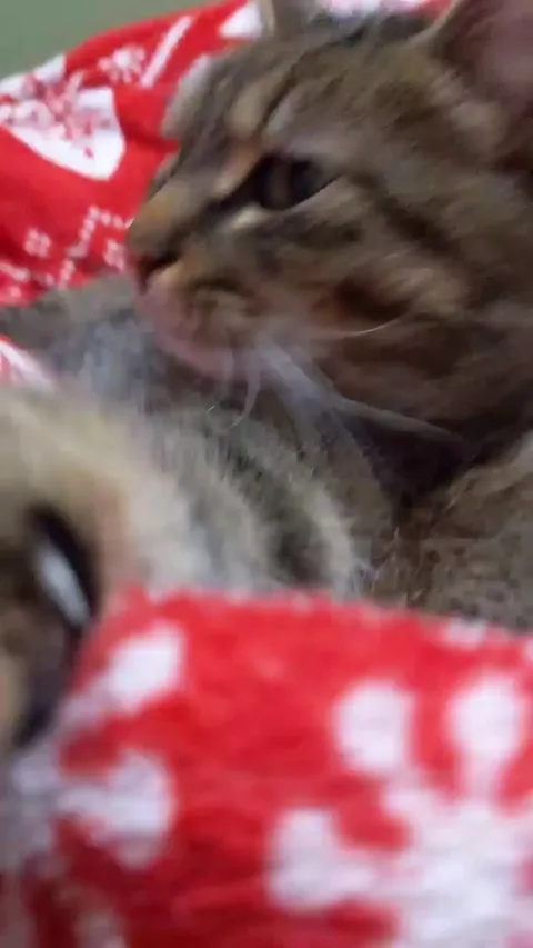 Never seen her before, snuck in while I was frying chicken