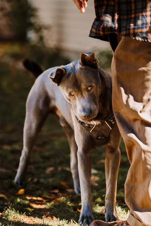 Pesci the gorilla bear pup posing for fall photos