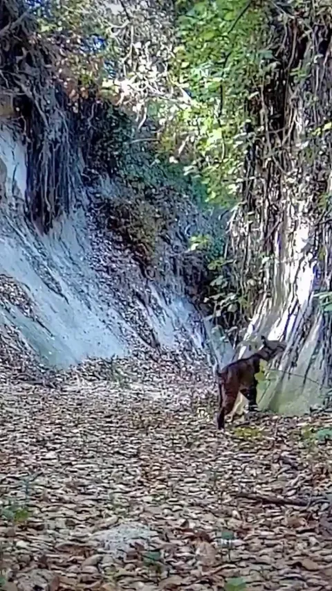 🔥 Incredibly agile Bobcat swats bird in mid-air
