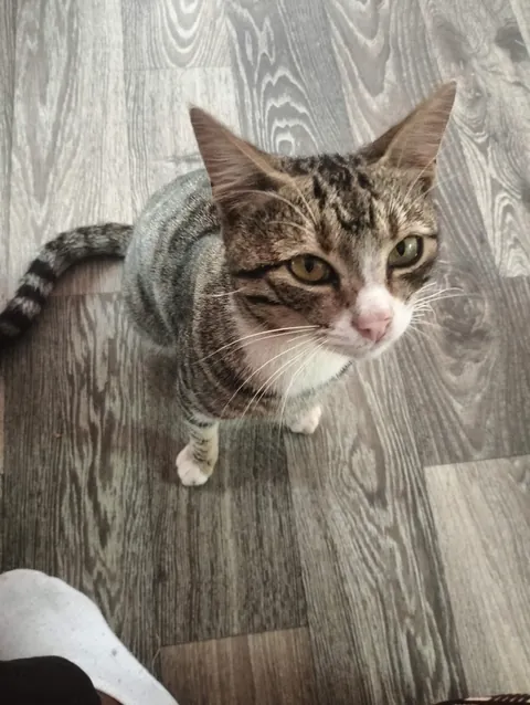 Can cats be gay?