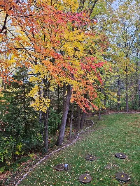 Fall Foliage in My Backyard