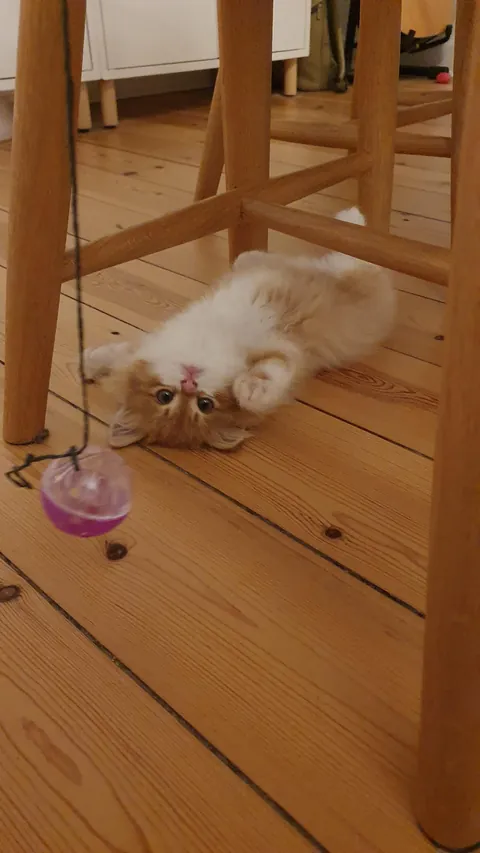 My rescue kitten, Pippi