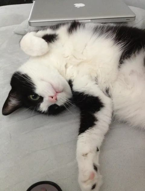 After 16 years together, she went to sleep forever today.