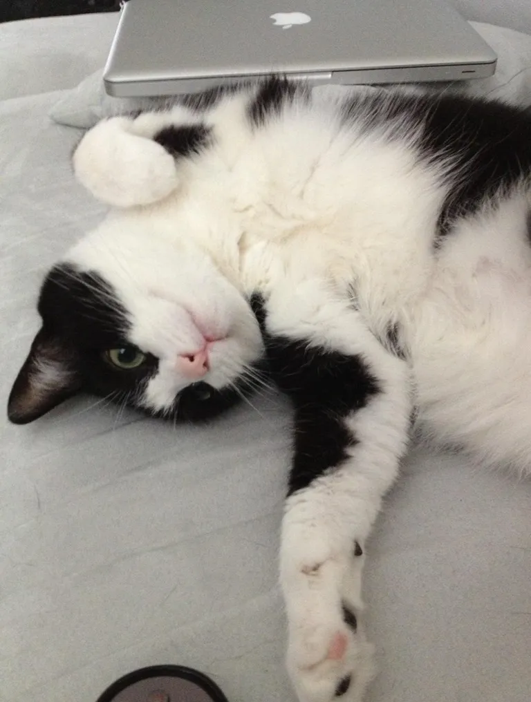 After 16 years together, she went to sleep forever today.