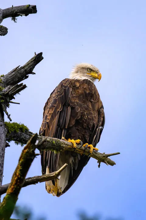🔥 The Bald Eagle