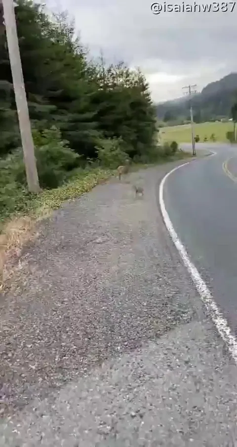 Friendly Fawn Comes By For Head Scratches