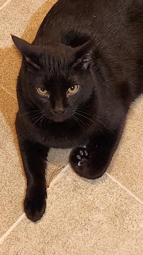 He wants to get me with his murder mittens