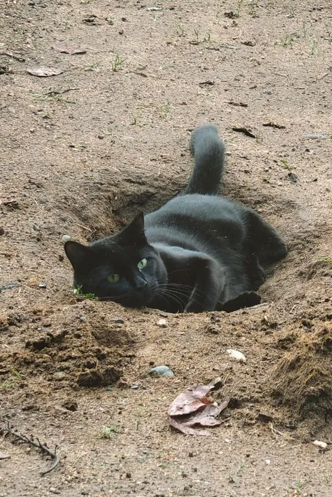 I have a dirt cat