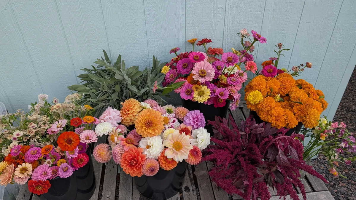 Three years ago I replaced my lawn with garden beds to cope with chronic illness and depression. What started as a hobby has grown into a small flower farm and a brighter chapter in my life.