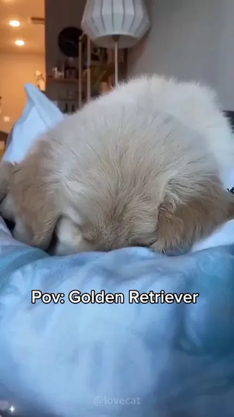 Golden retriever 💜