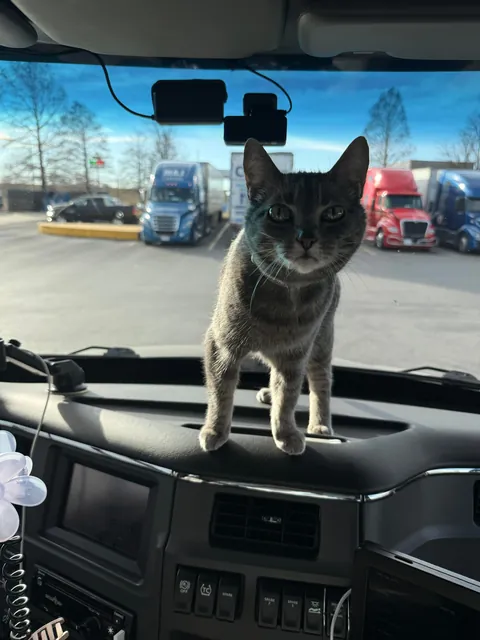 Lola is a truck driver 🚛!! She is 11 years old. 🙂