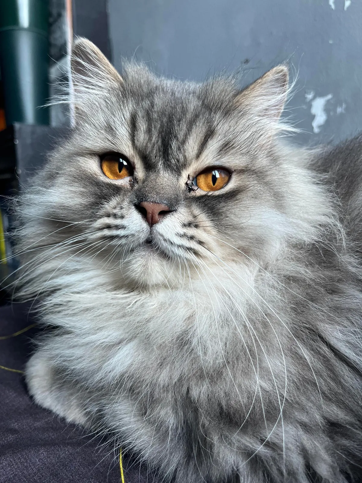 Our cat just died today.