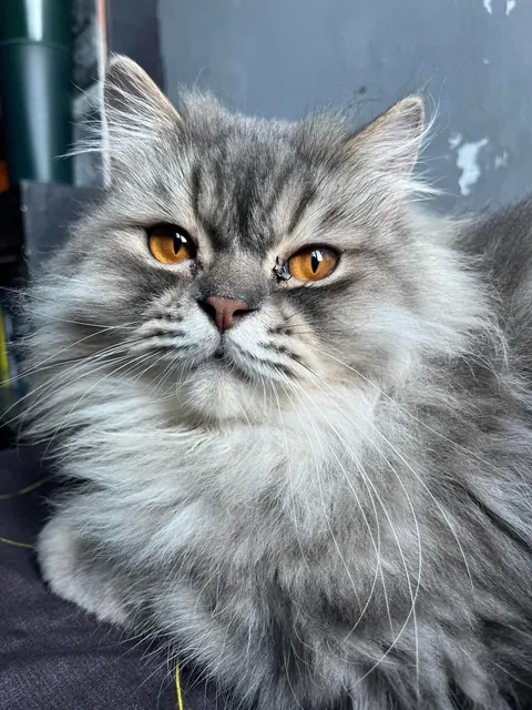 Our cat just died today.