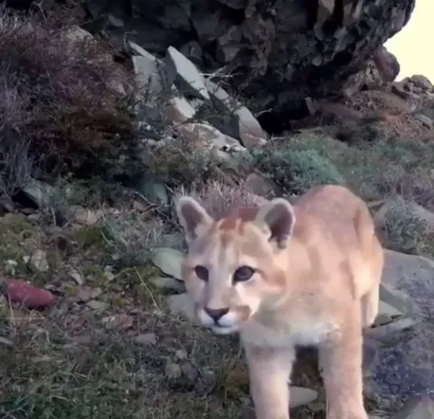 🔥 A young puma checking out a trail cam