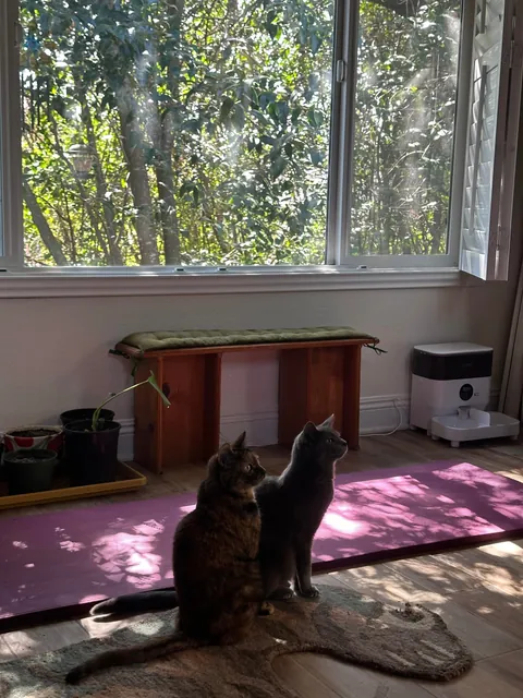 My cats are driving me to the edge and I don’t know what to do