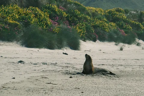 First days in New Zealand: The Catlins