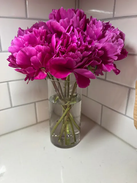 You can imagine my joy upon discovering our newly bought house has a peony plant in the backyard 😍
