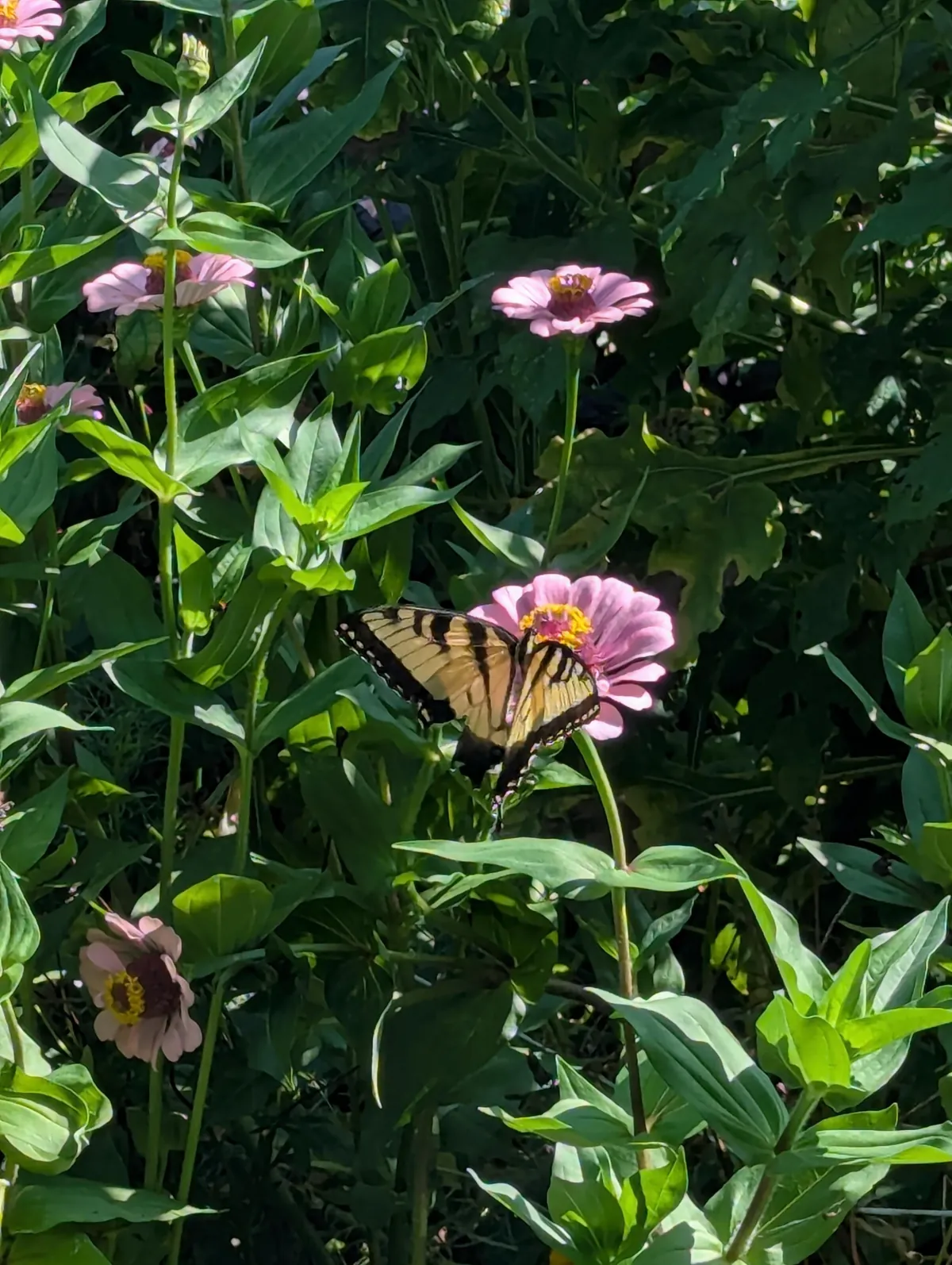 Just wanted to share some pics