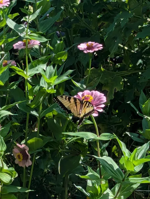 Just wanted to share some pics