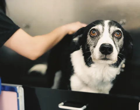 Watch my 20 yo dog slowly turn frosty faced.