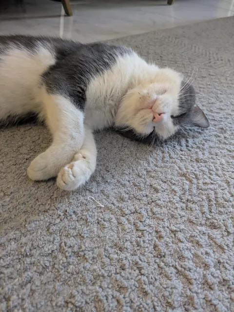 Rippy (accidentally) got fed twice in a row. Now he's in a food coma, but happy