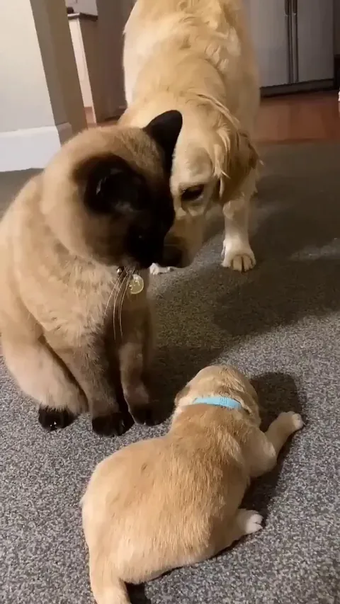 Cat comforts a crying puppy.