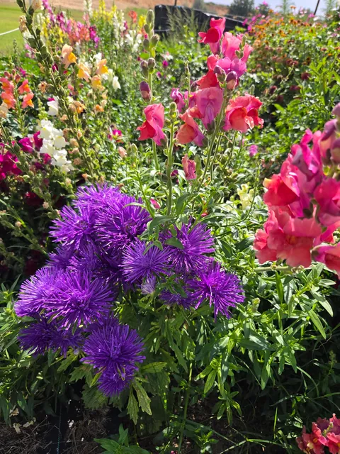 Late summer in the garden
