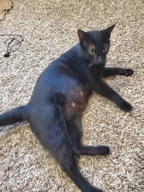 1 year with since I brought this girl home, pregnant with 5 kittens