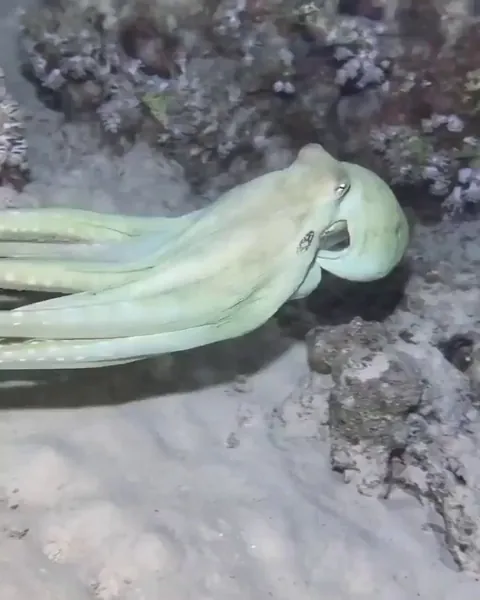 This octopus makes itself invisible in seconds