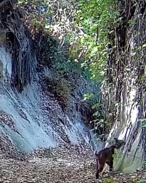 🔥A Trail Camera Caught a Female Bobcat Launch Over 8 feet Into the Air to Strike a Bird Mid-Flight