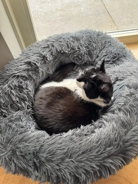 My 20 year old cat stopped burying his poop