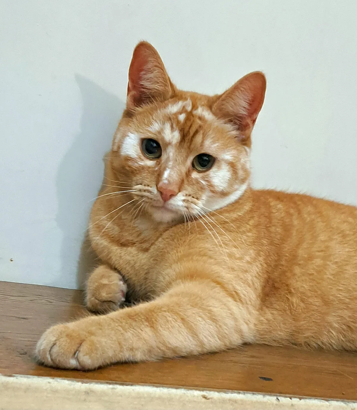 My unique orange boy