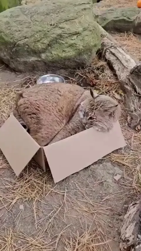 Cats will be cats, no matter the size.