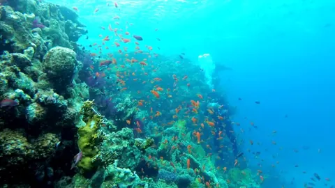 Multi colored fish in the reef