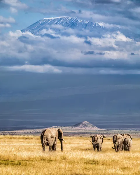 ITAP of elephants in Kenya with Kilimanjaro in the background