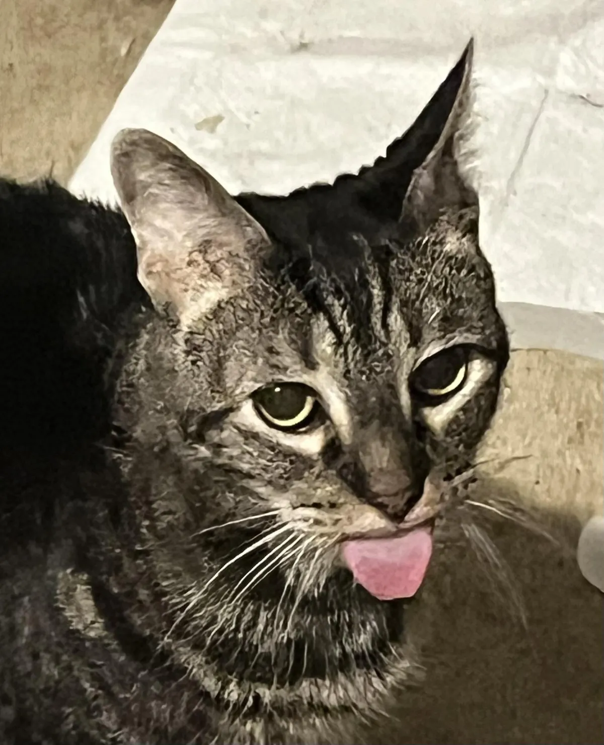 Share your cats name, and why you chose that name