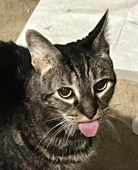 Share your cats name, and why you chose that name