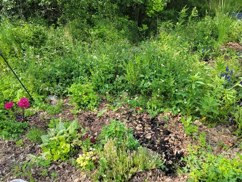 Yesterday my husband came down to the garden and asked "So how much of this is natural?"