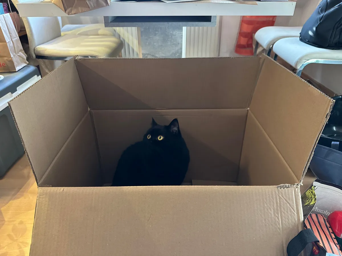 This little goober turned 4 years old today. He’s one of the most expressive cats I have seen.