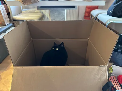 This little goober turned 4 years old today. He’s one of the most expressive cats I have seen.