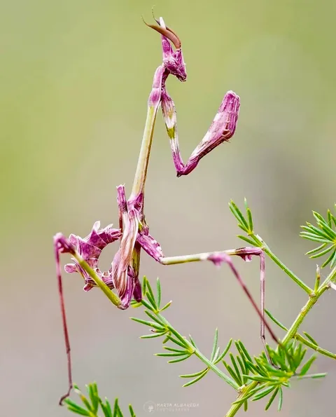 Meet the pink alien of the insect world. The Empusa mantis 🔥