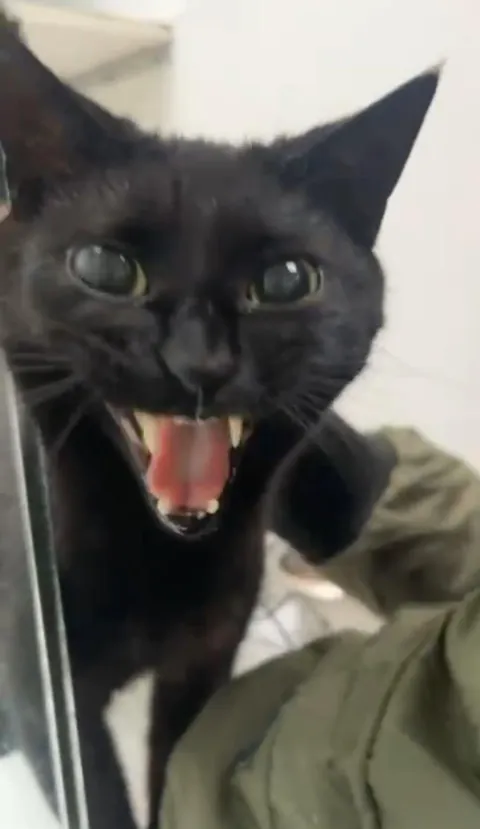 Her reaction to seeing me after I left her in a cattery for a week