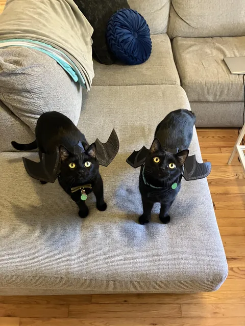Took 10 treats for them to hold still and look at the camera 