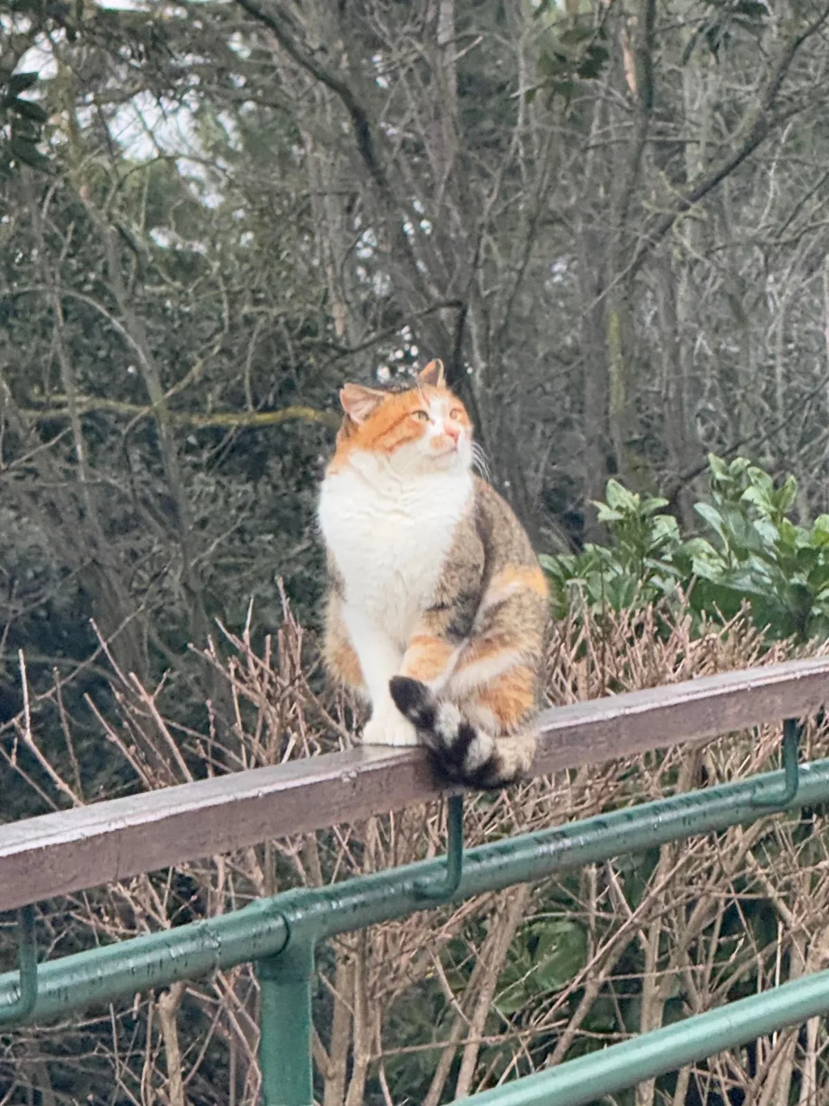 Some Istanbul cats I wanted to share