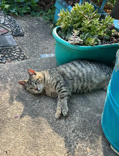 Honey was a pregnant kitty I took in from outside. Here are her first days as an indoor kitty. She had 3 beautiful babies 2 weeks later. The last pics are from when she was living outside.