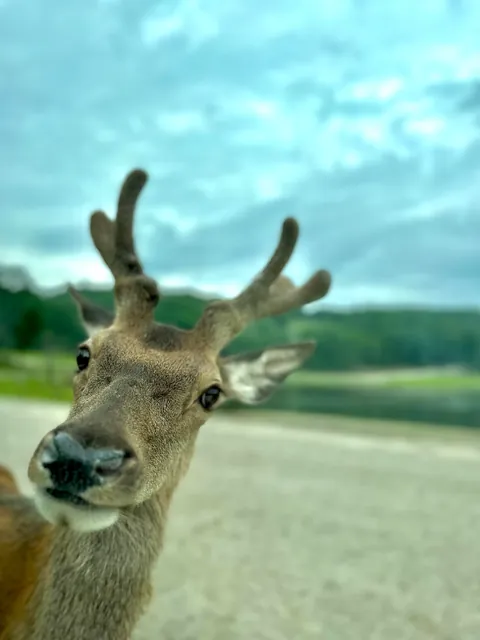 Montreal - huge city, small town vibe!