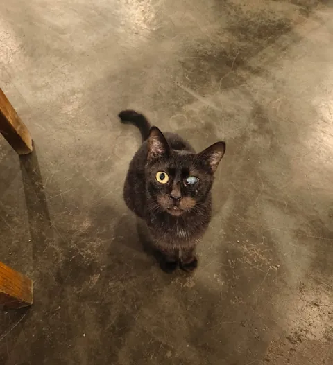 met the sweetest local cafe void today