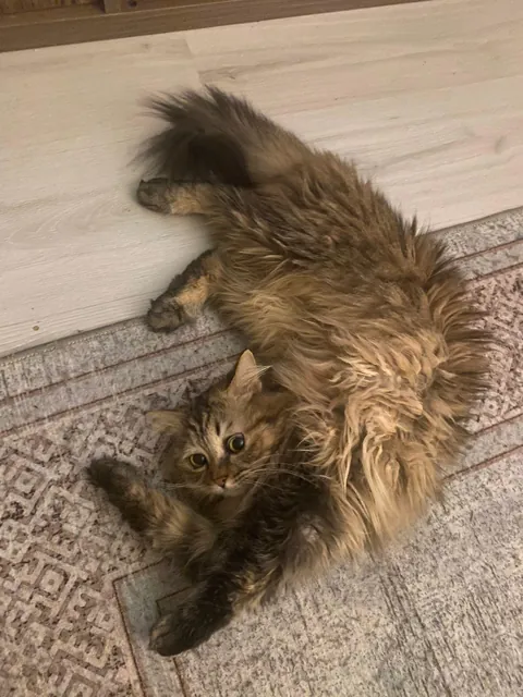 She is the ultimate flirty girl.. always poses like this and waiting for attention ❤❤