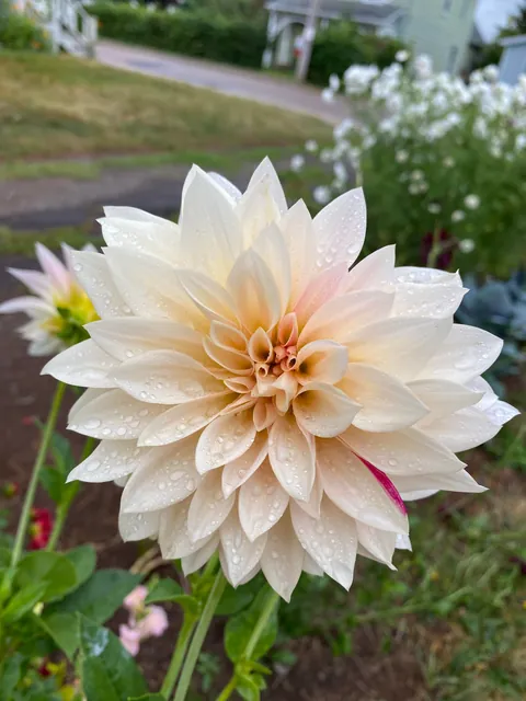 My dahlias are in full bloom
