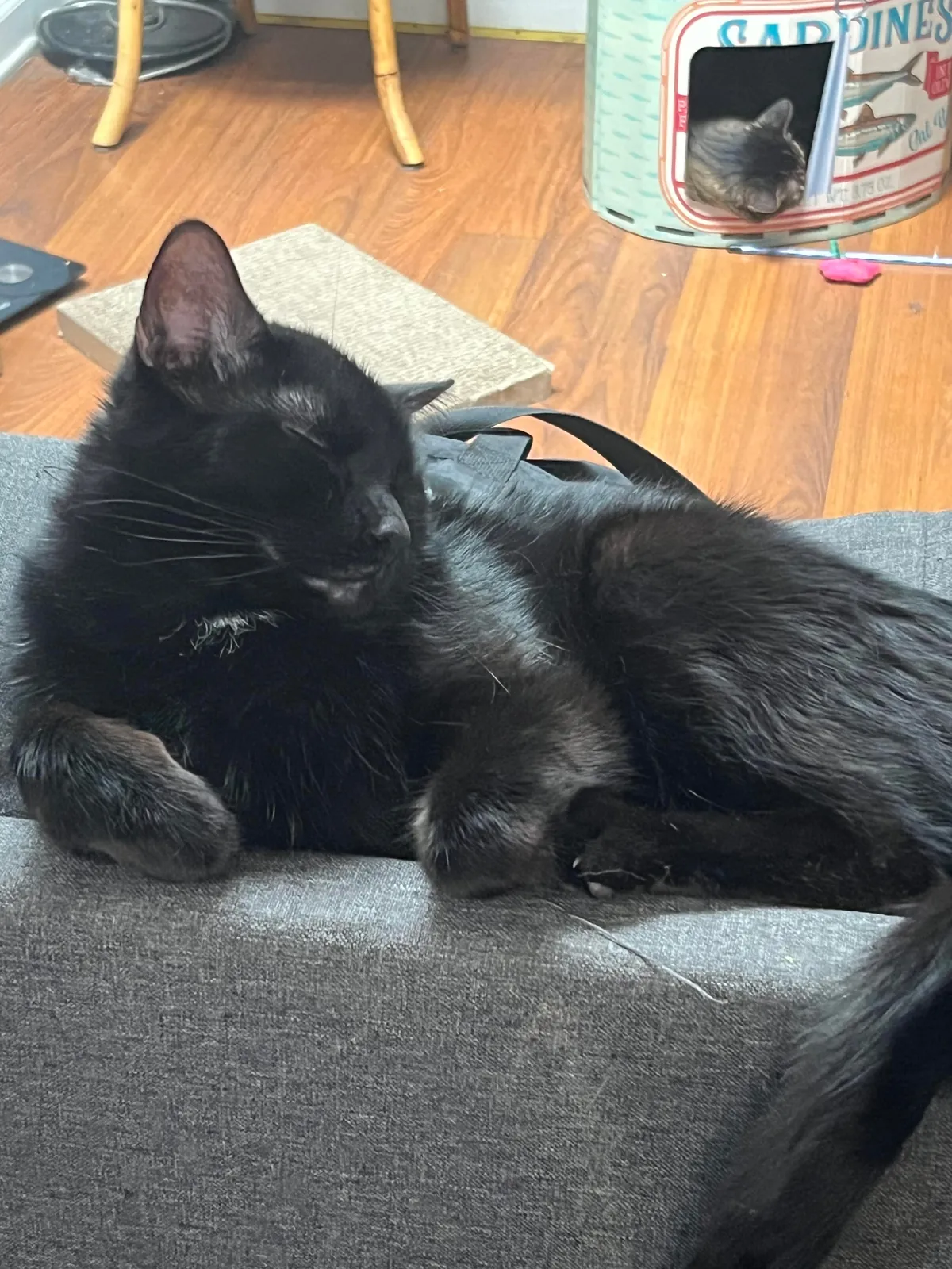 My goodest boy (only boy)